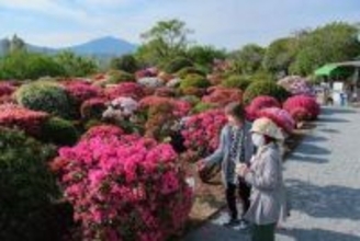 伊勢原の「杉山土建」庭園　自慢のツツジ50種類が見頃