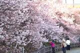「早咲きの「春めき桜」、発祥の南足柄で見頃　「今年もとてもきれい」」の画像1