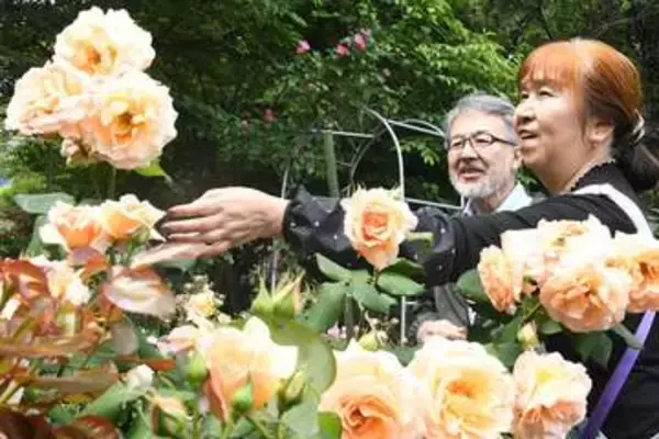 川崎に香り楽しむ手作りバラ園　彩る300品種800本を一般公開　18日まで