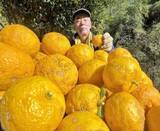 「高い糖度、ミカンみたいにパクッ　相模原・旧藤野町地域「ユズ」収穫が最盛期　ぽん酢、こしょうなど加工品も製造」の画像1