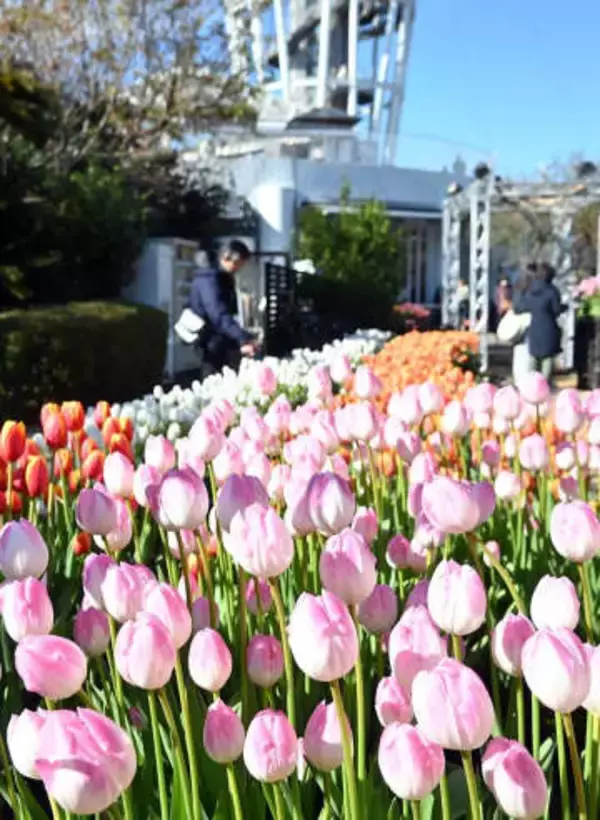 江の島で約20年「冬のチューリップ」今年で見納め　3万本が満開
