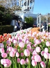 江の島で約20年「冬のチューリップ」今年で見納め　3万本が満開