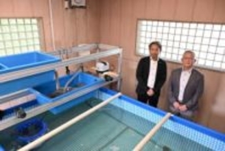 神奈川県の遊休施設でエビを陸上養殖　県庁版社内ベンチャーで事業化探る