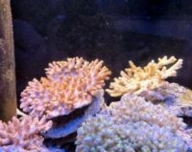 横須賀・佐島漁港沖で南方系サンゴ水揚げ　国内最北限を記録　本来は熱帯や亜熱帯などに分布