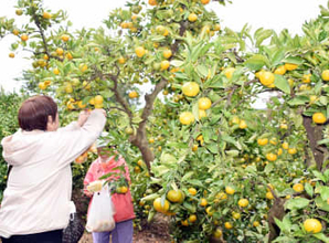 横須賀でミカン狩り開始 甘みと酸味が良いバランス「味が凝縮…おいしい」
