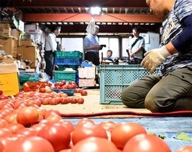 川崎の農園でトマト収穫が最盛期　露地栽培、甘みと酸味のバランス良く