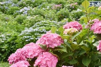 アジサイ3千株、横浜・栄区で見頃　祭りを開催へ