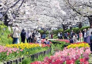 横浜・都筑の緑道で桜とチューリップが満開　春らんまんの景色を満喫