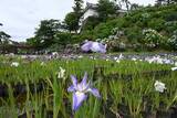 「小田原城址公園でアジサイ、ハナショウブ見頃　白や青、紫のコントラスト」の画像1