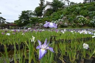 小田原城址公園でアジサイ、ハナショウブ見頃　白や青、紫のコントラスト