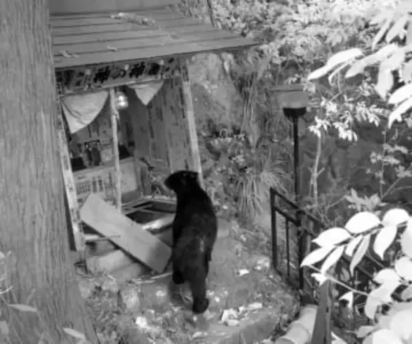 神奈川の伊勢原・大山にもクマ出没　観光ルートに2度…　目前で遭遇のケーブルカー係員は「この辺りでは初めて」