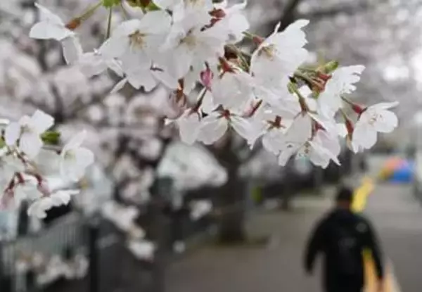 雨にも負けず…横浜で桜満開　開花から10日、昨年より3日早く