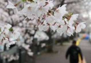 雨にも負けず…横浜で桜満開　開花から10日、昨年より3日早く