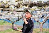 「桜の次はナシの花…神奈川有数の産地・伊勢原で白い花が見ごろ　ナシ農家で授粉作業がピーク」の画像1