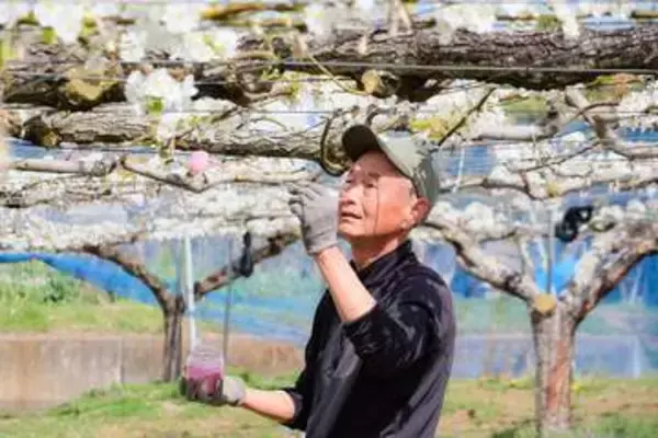 桜の次はナシの花…神奈川有数の産地・伊勢原で白い花が見ごろ　ナシ農家で授粉作業がピーク