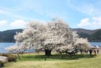 箱根・芦ノ湖畔の一本桜が満開　見頃は19日ごろまでか　樹齢約110年、富士山型の大樹に