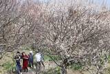 「2千本の白梅や紅梅…神奈川・三浦半島唯一の梅林で梅の花が見頃　甘い香りが一帯に」の画像1