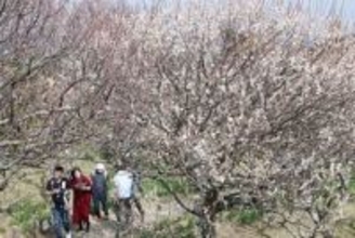 2千本の白梅や紅梅…神奈川・三浦半島唯一の梅林で梅の花が見頃　甘い香りが一帯に