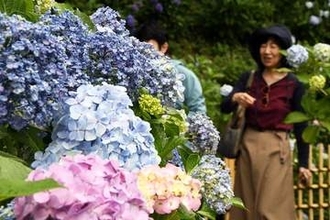 艶やか、梅雨彩る大輪　川崎の「あじさい寺」妙楽寺で見頃