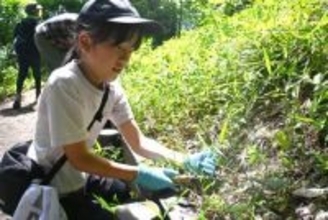 川崎・生田緑地でホタルが年々増加　「里山の風景残したい」地元有志、自然保護に注力