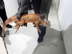 神奈川・厚木のマンションから体長1メートルのイグアナ逃げ出す　19時間後に発見
