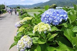 神奈川・開成町で「あじさいまつり」開幕、水田とのコントラストが魅力　延長10キロに約5千株、あじさい池も