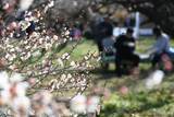「神奈川、4月並みの陽気　小田原で18.8度、白梅咲く梅まつりにぎわう」の画像1