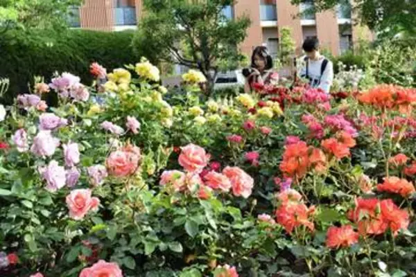 横浜市の花・バラが見頃に　山手イタリア山庭園、港の見える丘公園…市は名所巡りPR