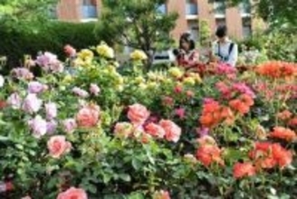 横浜市の花・バラが見頃に　山手イタリア山庭園、港の見える丘公園…市は名所巡りPR