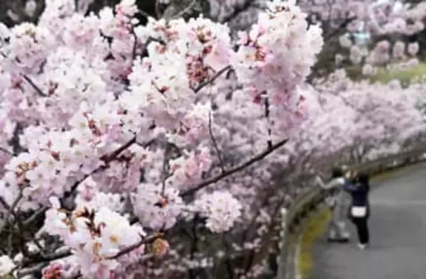 秦野に鮮やかなピンク色、ほのかな甘い香り　早咲きの「春めき桜」見頃