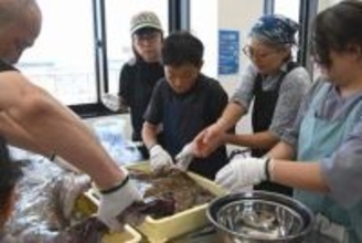 ぬるぬる感触、新名物に悪戦苦闘　小田原であんこう解体体験