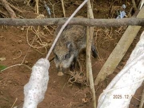 イノシシの生息範囲、三浦半島で拡大　神奈川県は対策強化　捕獲予算を倍増　露地野菜の産地・三浦市に迫り危機感