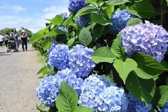 神奈川・開成町の「あじさいまつり」来場者3年連続最多更新　晴天恵まれ約23万人、SNSの情報発信で若者増