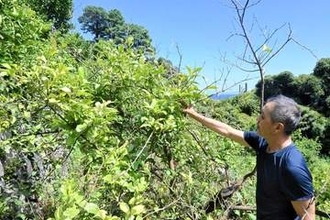 小田原エリアの湘南ゴールド、レモン　26年2月の降雪・凍害被害額は2億円超　JAかながわ西湘調査
