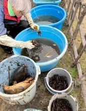 在来種モクズガニも多く取れた！　秦野・今泉名水桜公園で恒例生き物調査