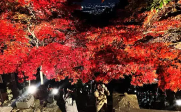 神奈川・伊勢原の風物詩「大山紅葉ライトアップ」スタート　見ごろが1週間早まる　30日まで開催