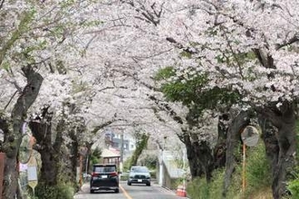「まだきれいな状態」　平塚・湘南平へ向かう坂道に桜のトンネル　鮮やかなピンク色