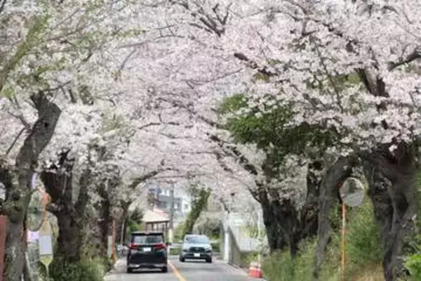 「まだきれいな状態」　平塚・湘南平へ向かう坂道に桜のトンネル　鮮やかなピンク色