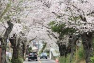 「まだきれいな状態」　平塚・湘南平へ向かう坂道に桜のトンネル　鮮やかなピンク色
