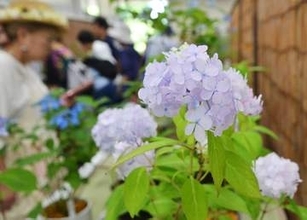 全国で自生のアジサイずらり　鎌倉の大船フラワーセンターで5月24日まで