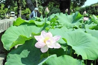 小田原城址公園でハス見頃　鮮やかピンクの花、夏の風物詩
