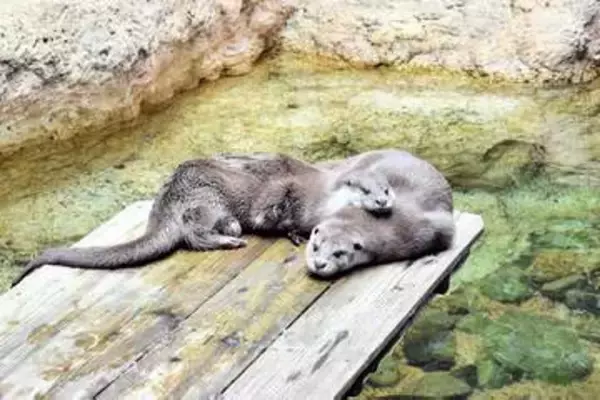 横浜・ズーラシア、絶滅からカワウソ救え　6月1日まで保全啓発イベント