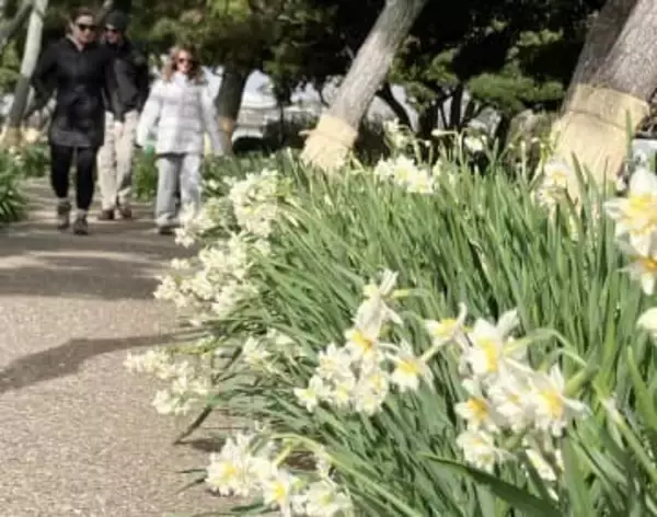 神奈川県内最南端、三浦の城ケ島公園　八重咲きスイセンが満開　25日は「水仙まつり」開催
