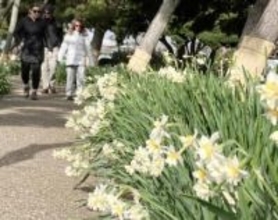 神奈川県内最南端、三浦の城ケ島公園　八重咲きスイセンが満開　25日は「水仙まつり」開催