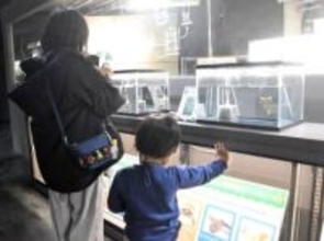 川崎の水族館で「開運カメ展」　長寿の象徴を観察、子どもが楽しめる工夫も　31日まで