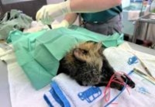 傷ついた野生動物の治療、横浜は金沢動物園に集約　分担業務一手に、負担増大に懸念の声も