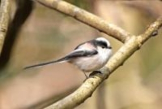 厚木市の鳥に「エナガ」2月1日制定へ　市制70周年記念、投票で最多獲得