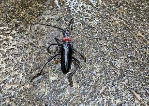 特定外来生物「クビアカツヤカミキリ」、小田原市内で初確認　樹木枯死や倒木につながる恐れ