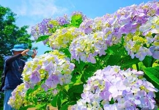 濃淡鮮やかな大輪、青空に…相模原北公園でアジサイ見頃　園内に200種1万株