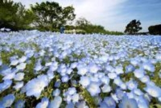 春風に揺れる青いじゅうたん…神奈川・横須賀「くりはま花の国」でネモフィラが見頃　4千平方メートルに100万本